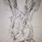 Brown Hare